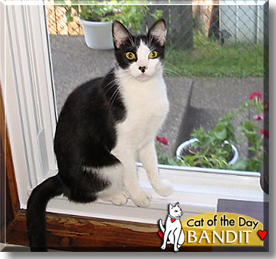 Bandit, the Cat of the Day