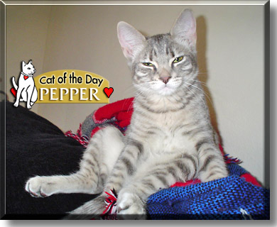 Pepper, the Cat of the Day