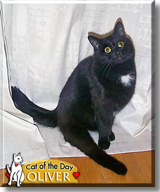 Oliver, the Cat of the Day