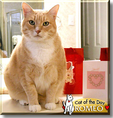 Romeo, the Cat of the Day
