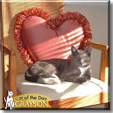 Grayson, the Cat of the Day