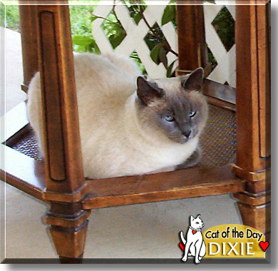 Dixie, the Cat of the Day