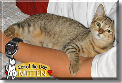 Mitten, the Cat of the Day