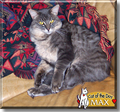 Max, the Cat of the Day