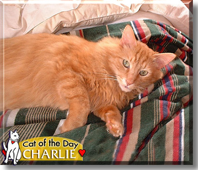 Charlie, the Cat of the Day