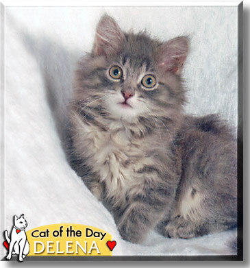 Delena, the Cat of the Day
