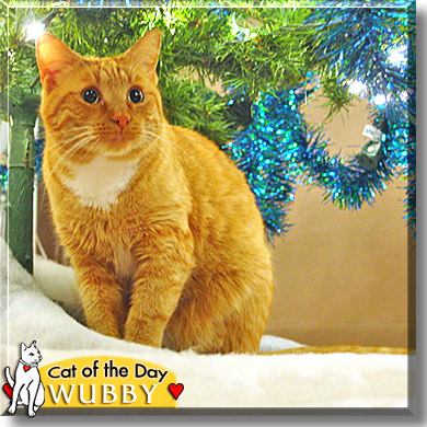 Wubby, the Cat of the Day