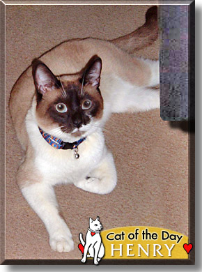 Henry, the Cat of the Day