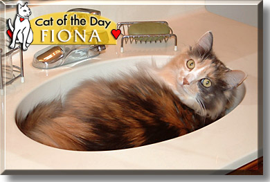 Fiona, the Cat of the Day
