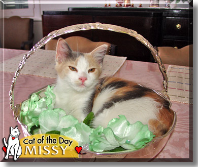 Missy, the Cat of the Day