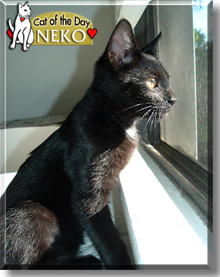 Neko, the Cat of the Day