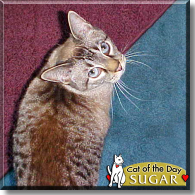 Sugar, the Cat of the Day