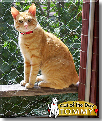 Tommy, the Cat of the Day