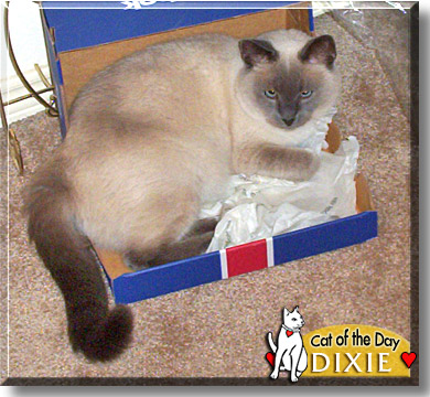 Dixie, the Cat of the Day