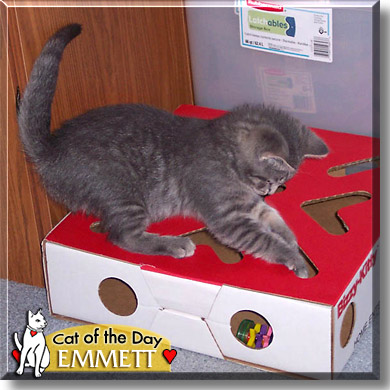 Emmett, the Cat of the Day
