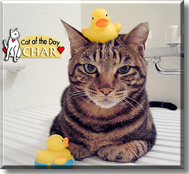 Char, the Cat of the Day