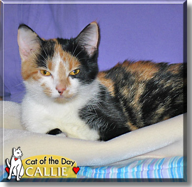 Callie, the Cat of the Day