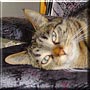 Minou