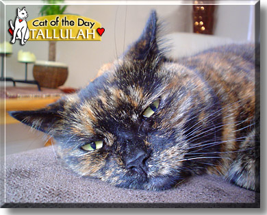 Tallulah, the Cat of the Day