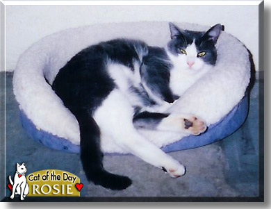 Rosie, the Cat of the Day