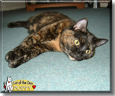 Poppy, the Cat of the Day