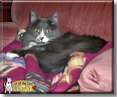 Lestat, the Cat of the Day