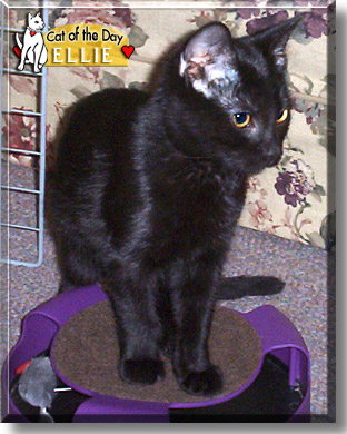 Ellie, the Cat of the Day