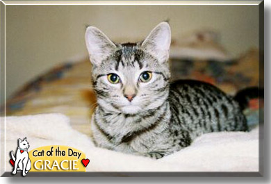 Gracie, the Cat of the Day