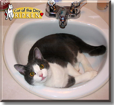 Ripken, the Cat of the Day
