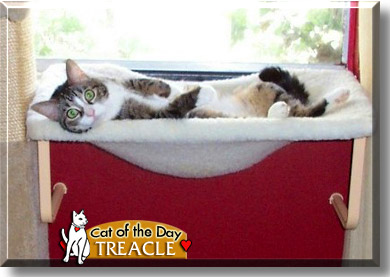 Treacle, the Cat of the Day