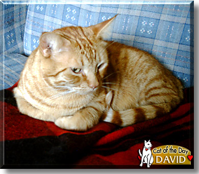 David, the Cat of the Day