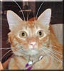 Gizmo
