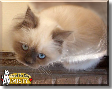 Misty Blue, the Cat of the Day