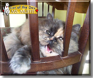 Ms. Muffit, the Cat of the Day