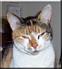 Cleo