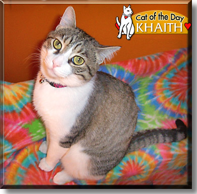 Khaith, the Cat of the Day