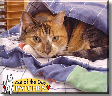 Patches, the Cat of the Day