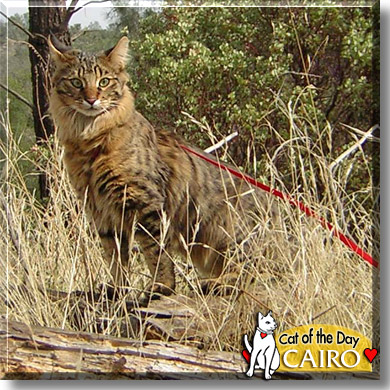 Cairo, the Cat of the Day