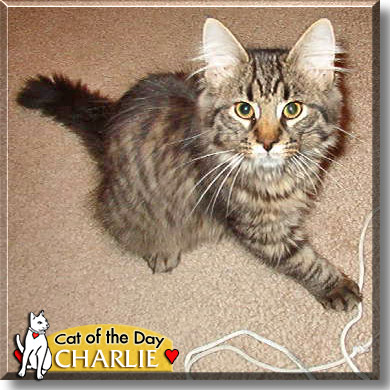 Charlie, the Cat of the Day