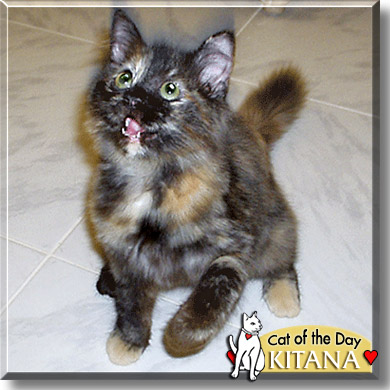 Kitana, the Cat of the Day