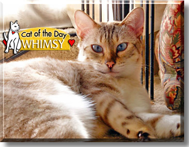Whimsy, the Cat of the Day