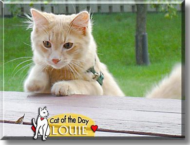 Louie, the Cat of the Day