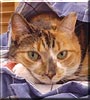 Patches