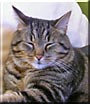 Peppito