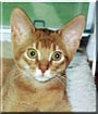 Kimba