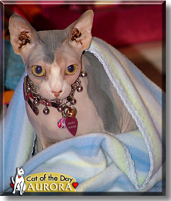 aurora sphynx cat plush