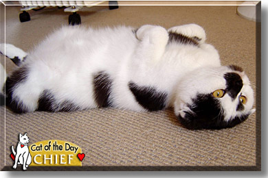 Chief, the Cat of the Day