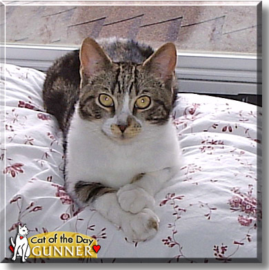 Gunner, the Cat of the Day