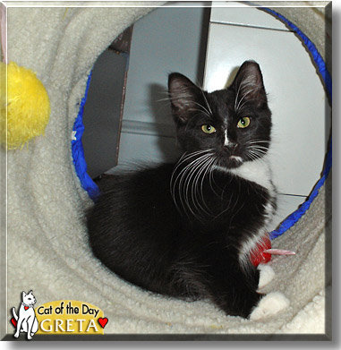Greta, the Cat of the Day