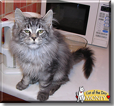 Monty, the Cat of the Day